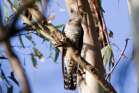 Oriental Cuckoo (Cuculus optatus)